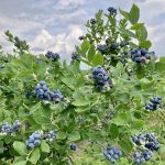 Blueberries Tiny Powerhouses of Nutrition