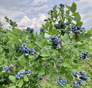 Blueberries Tiny Powerhouses of Nutrition